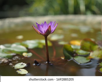 purple water lily opening up