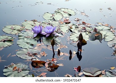 Purple waterlilies with leaves against the light.
