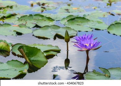 Purple Waterlily And Shadow In Lake, Reflection Of Sky In Water, Business Travel