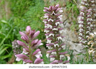 Purple and white Acanthus ‘Bear’s breeches’ in flower.  - Powered by Shutterstock