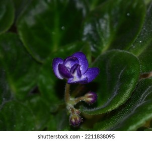 157,223 imágenes de Violeta africana - Imágenes, fotos y vectores de stock  | Shutterstock