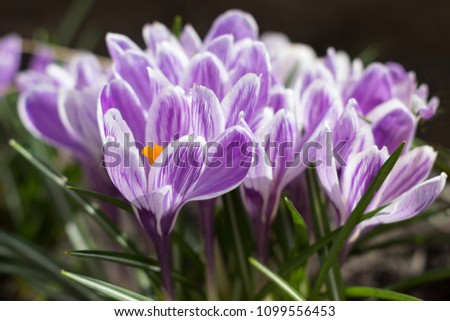 Purple and white beautiful crocuses blooming/ Early spring floral background