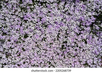 Purple And White Carpet Phlox Blooms On The Sagebrush Steppe Of Northern Nevada.
