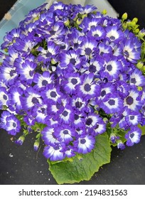 Purple And White Cineraria Flower