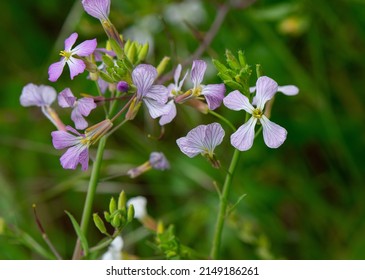 Purple and white colored Wild Radish blossoms (Raphanus raphanistrum) and buds. - Shutterstock ID 2149186261