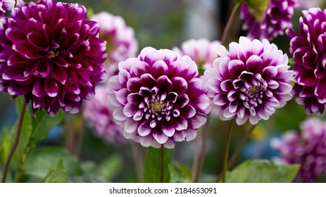 Purple And White Edinburgh Dahlia Flower In Summer Garden.