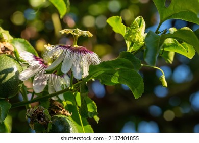 Purple And White Granadilla Flower And Fruit 