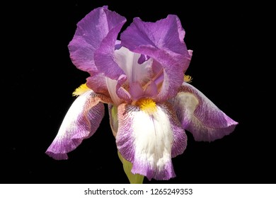 Purple And White Iris