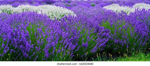 Purple And White Lavender Fields In Ontario Canada