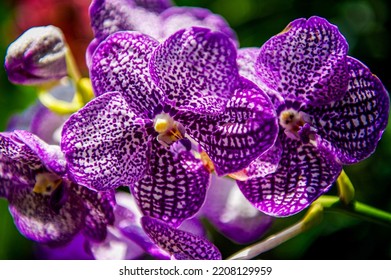 Purple And White Moth Orchid