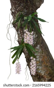 Purple And White Orchid Flower Or Rhynchostylis Gigantea(Lindl.)Rid  Bloom On Commensalism Big Tree In The Garden Isolated On White Background Included Clipping Path.