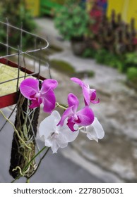 purple and white orchids dwell in the soul and dream in the morning  - Shutterstock ID 2278050031