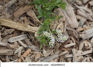 scorpioid cyme inflorescence