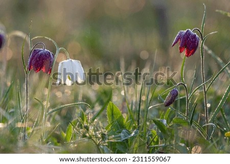 Purple and white Snake's head fritillaries (Fritillaria meleagris), with dew drops, Hesse, Germany