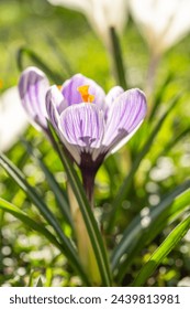 Purple and white striped crocus in a green meadow in the garden, herald of spring in the sunshine, beautiful spring flower