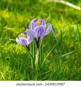 Purple and white striped crocus in a green meadow in the garden, herald of spring in the sunshine, beautiful spring flower