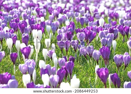 Purple and white striped crocus vernus 'Pickwick' and 'whitewall's purple' in flower