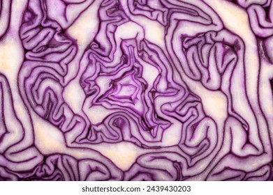Purple white structure, cross section of red cabbage close up