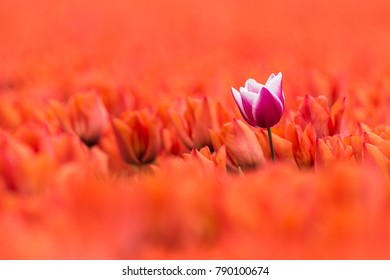 A purple with white tulip is standing in a field with orange tulips in full bloom. The single tulip stands a little higher than the orange flowers, which makes a lovely contrast in color and height.