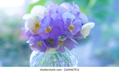 Purple And White Viola Flowers