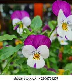 Purple And White Viola Pansy