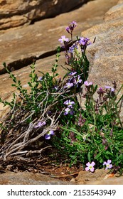 Purple Wild Flower Breaking Through The Stones