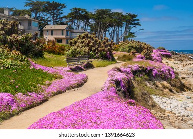 Purple wild flowers in pacific grove in srping with blue sky, California, USA