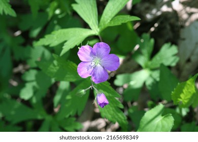 Purple Wild Geranium In The Shenandoah Mountains