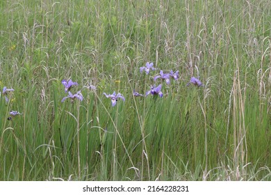 Purple wild irises growing in the Wisconsin prairie