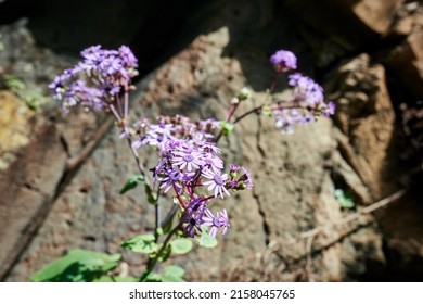 Purple Wild Marjoram Flowers In The Sun