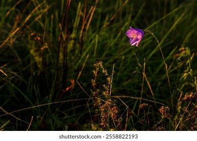 Purple wildflower blooming in soft evening sunlight. A delicate purple wildflower stands out in a sunlit meadow, surrounded by green grasses and warm evening light, creating a peaceful natural scene. - Powered by Shutterstock