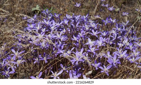 Purple Wildflowers In The Columbia River Gorge