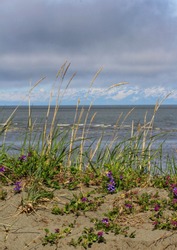 Purple Wildflowers And Weeds Grow From A Sand Dune Along The Cook Inlet