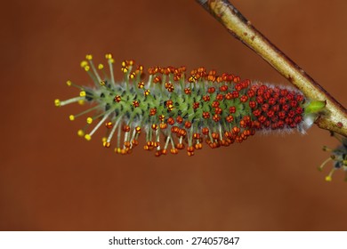 Purple Willow Catkin, Salix Purpurea