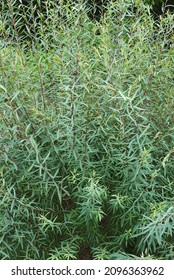 Purple Willow (Salix Purpurea). Called Purpleosier Willow And Purple Osier Also.