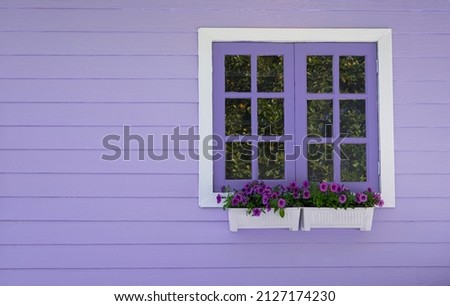 The purple window frame with petunia flowers in white pots on a purple wooden wall. Copy space for text backgrounds.