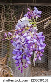 Purple Wisteria flower