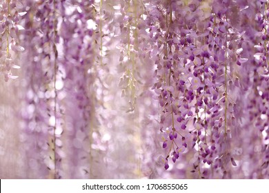 藤の花 の画像 写真素材 ベクター画像 Shutterstock