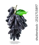 Purple Witch Finger grapes in the air isolated on background, Moon Drops grape or sapphire grapes with leaves isolated on white With clipping path.