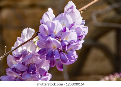 Purple Witeria flower