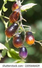 Purple and yellow colored tomatoes of Indigo pear drops  variety, texture close up, ripe fruits  with water drops on, food background, rare ornamental vegetables concept	 - Shutterstock ID 2205646429