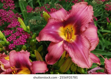 Purple and Yellow Daylily Close up - Powered by Shutterstock