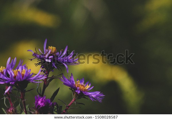 Purple Yellow Green Best Combination Flowers Stock Photo Edit Now