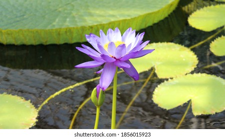 Purple And Yellow Lilly Pad Flower