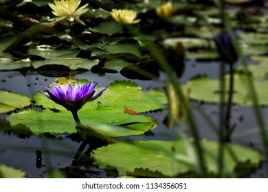 Purple Yellow lotus flower blooming.Background lotus leafs in the lake at Bangkok.