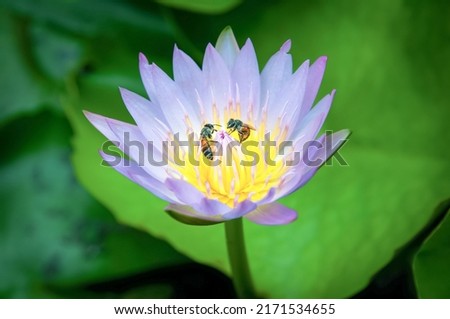 Purple and yellow lotuses with bee swarming pollen.