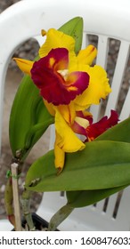 Purple And Yellow Orchid In A Plastic Chair At An Orchid Show In Quito, Ecuador