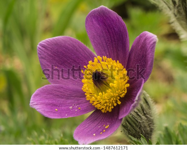 Purple Yellow Pasque Flower Blooms My Stock Photo Edit Now