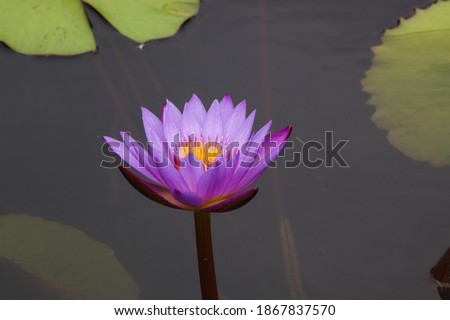 Similar – A yellow water lily on dark background