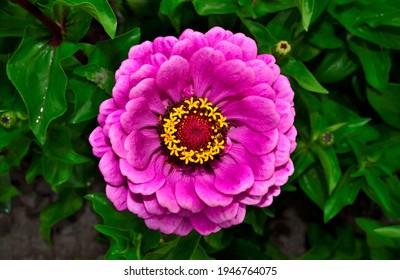 Purple Zinnia flower in morning dew close up, on blurred green leaves background. Purple Zinnia flower in full blossom in summer garden. Summer floral design, floriculture or gardening concept - Powered by Shutterstock
